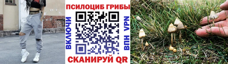 Галлюциногенные грибы Psilocybe  Можайск 